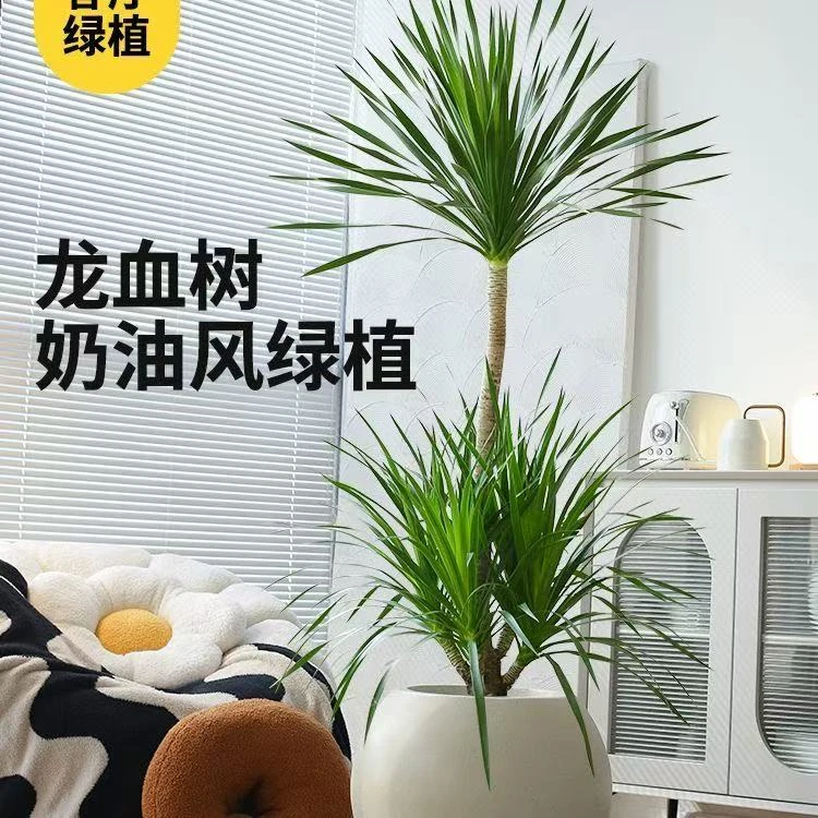 龙血树双层1.3-1.5米两层客厅卧室大型净化绿植造型网红盆景植物