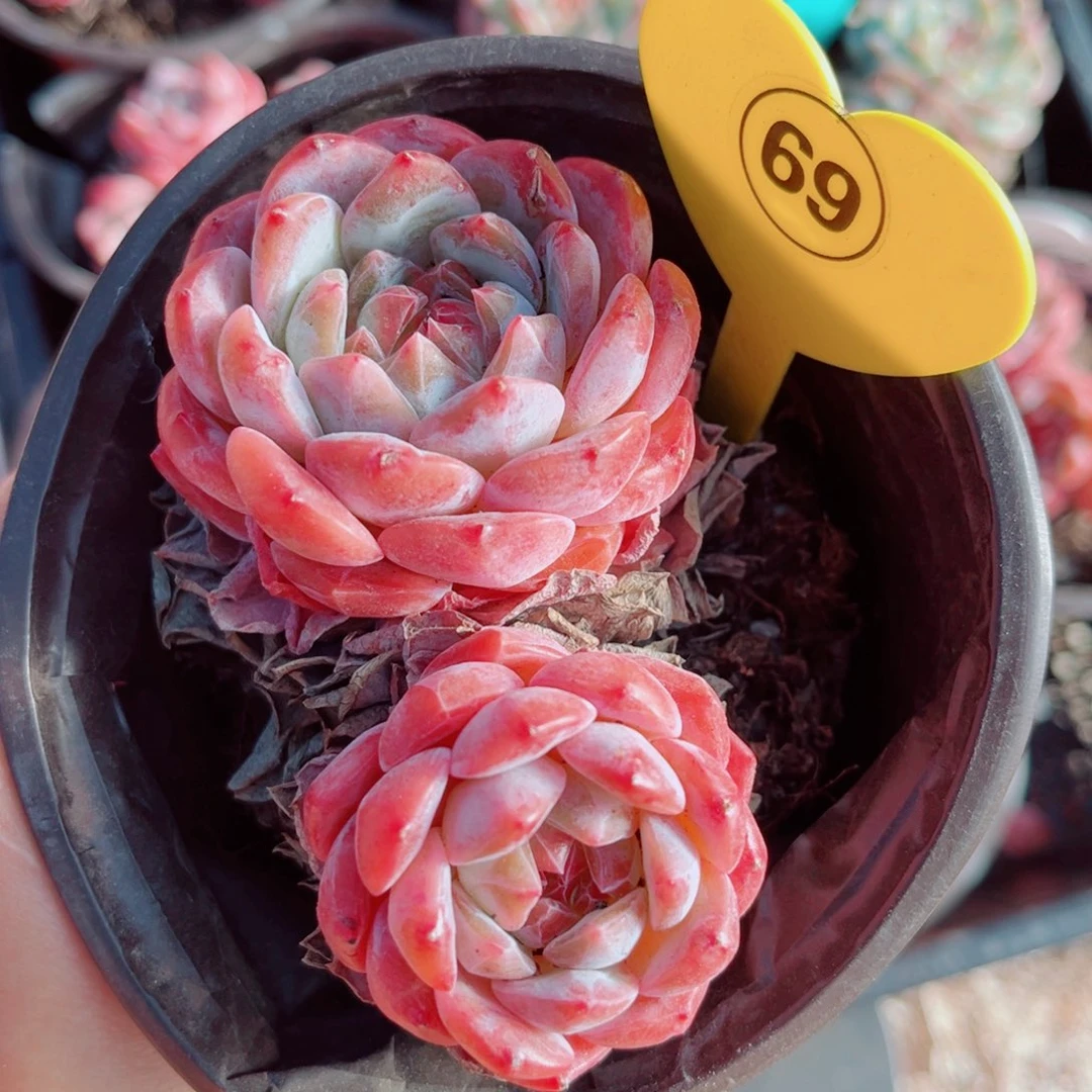 69号小老桩糖钻双头