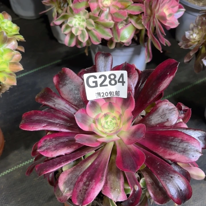 瑞妈多肉园艺 284
