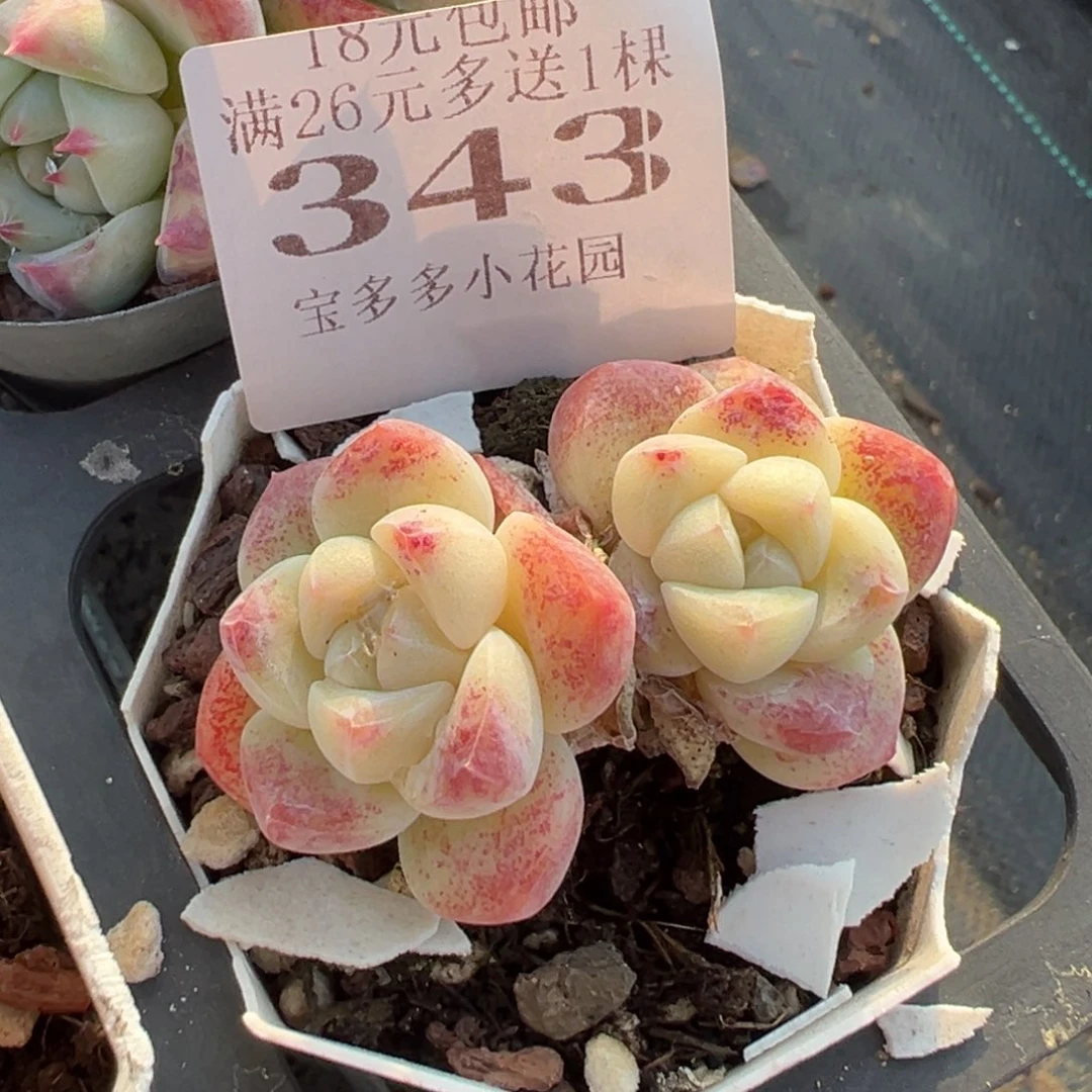 343号双头精控白底冰玉一物一拍满18包邮