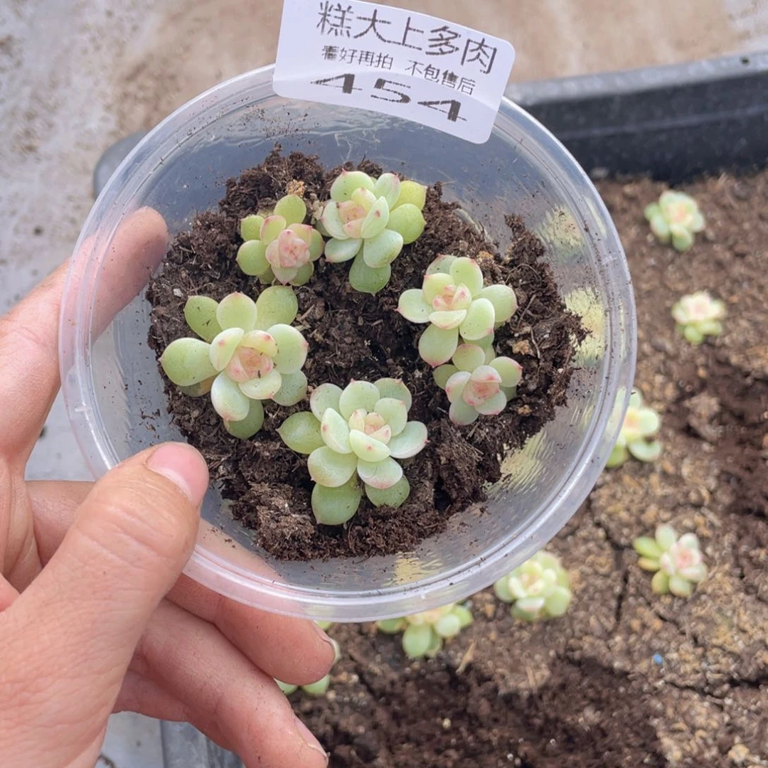 糕大上多肉植物454