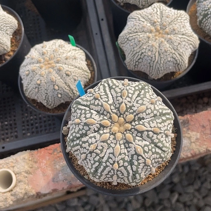 实生连线超兜福利