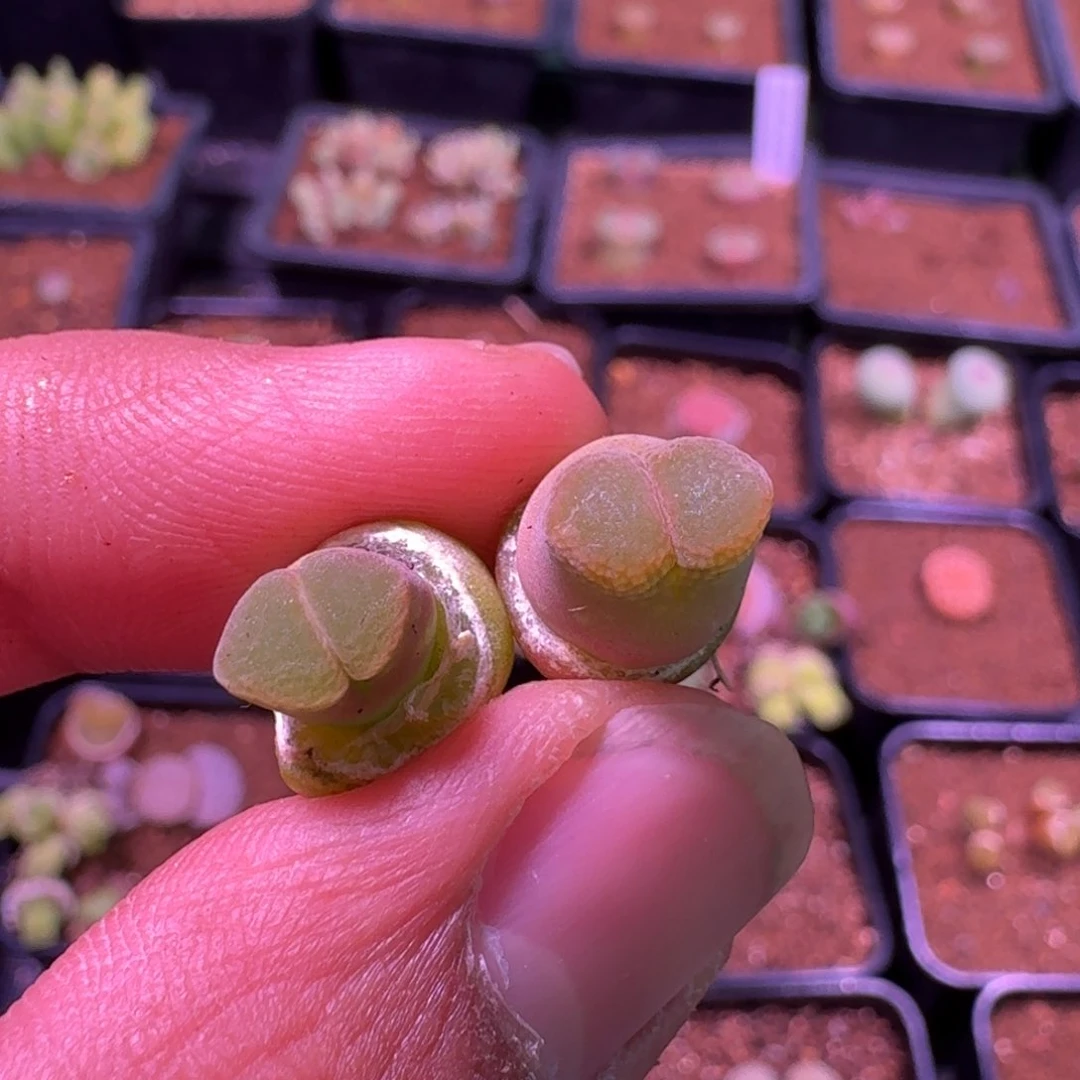 浅****?云缦精品番杏10.62莉迪亚粉红风铃 玫粉鱼籽