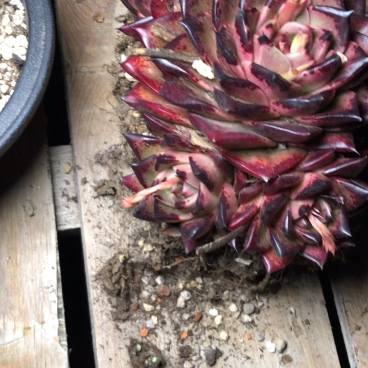 L**.58//////////////