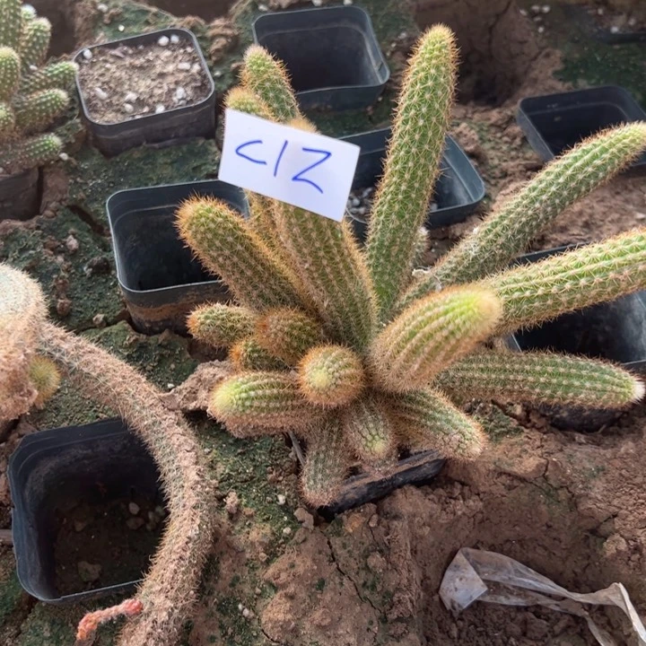 小***猪C12自根金妞克莱因60