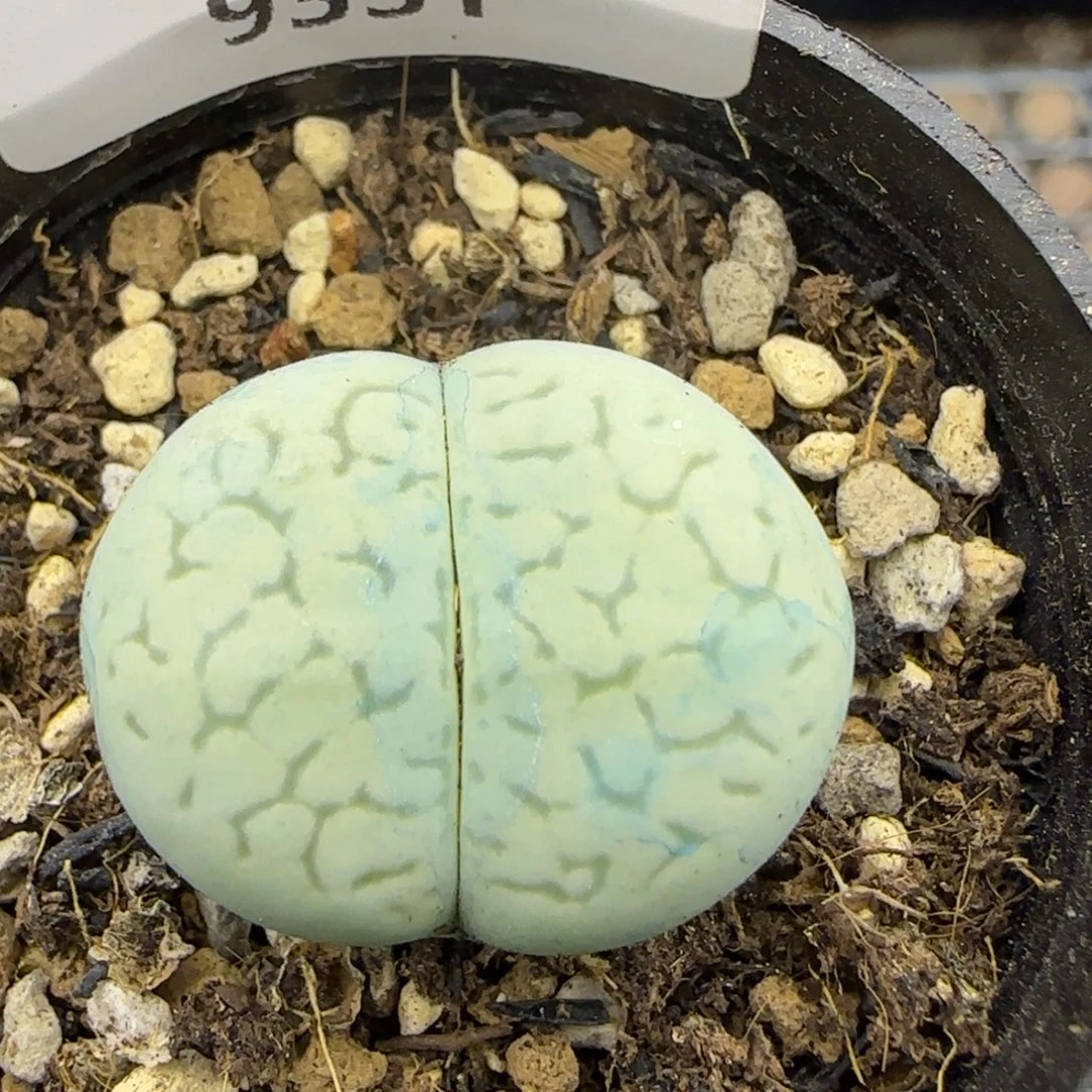 9331。默认脱土。18包邮。偏远88包邮