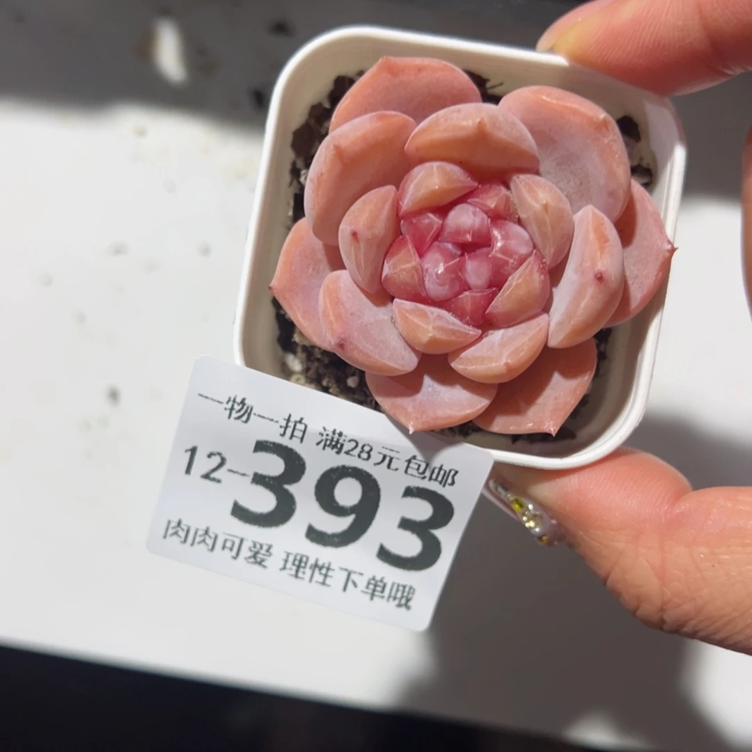 荔枝粉多肉多肉多肉