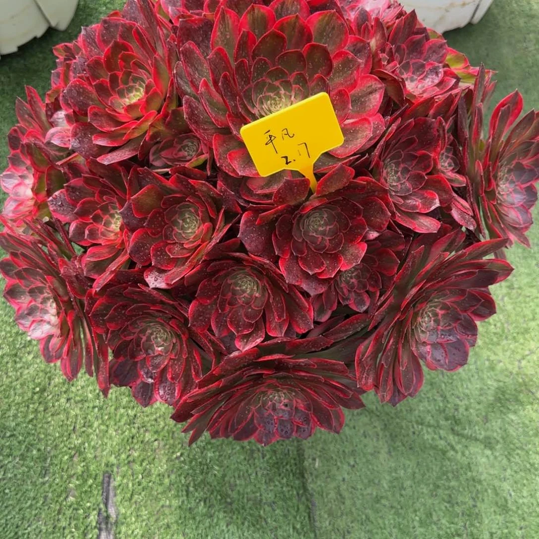 莲花座拉丝888888888