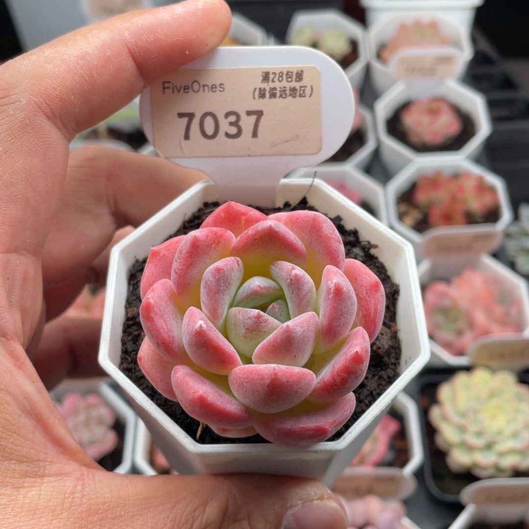 太***阳心心糖7037-5厘米