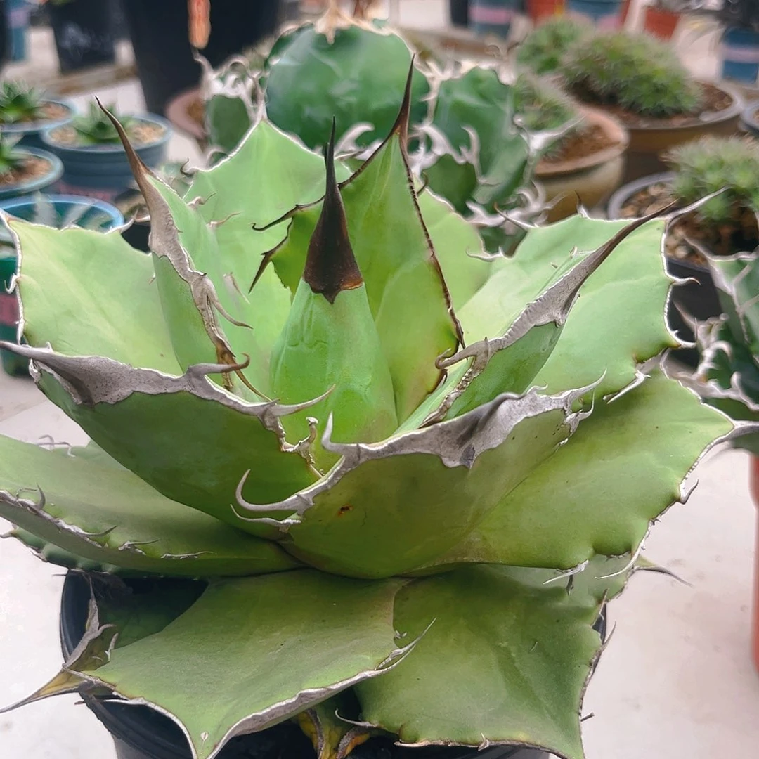 潮流植物狂刺砖石