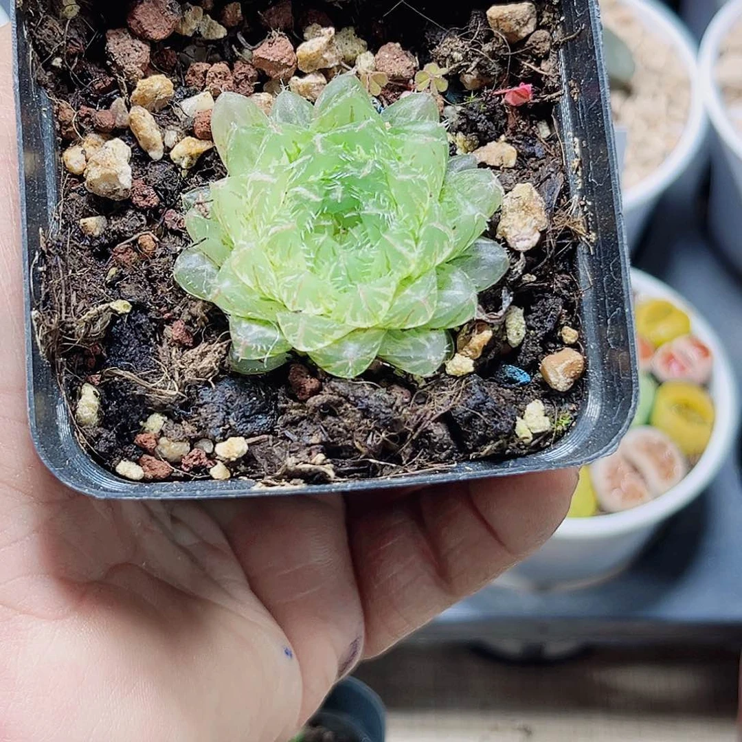 翠云锦新手好养的