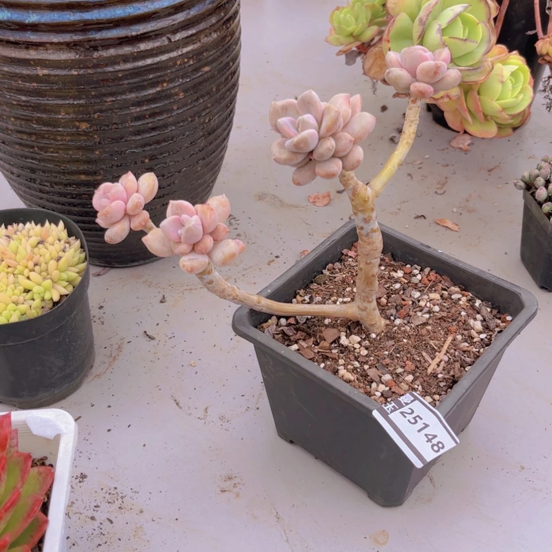 东美人多肉植物25148