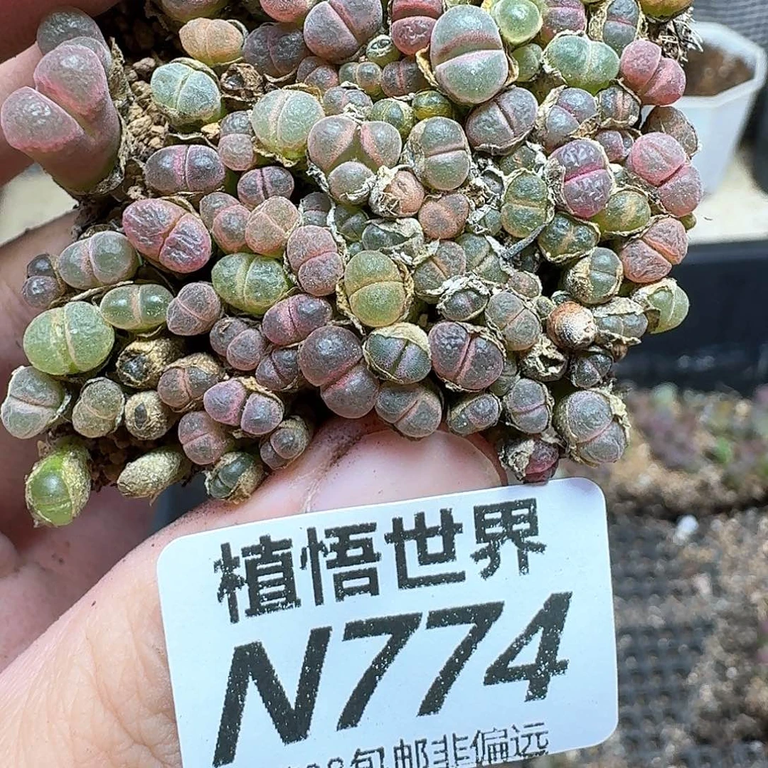 多肉植物的润泽发发