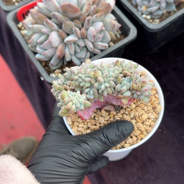 K****l9厘米左右一物一拍的