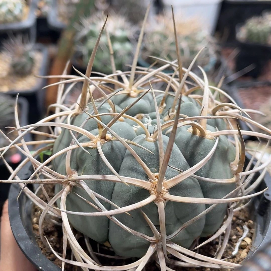 【闪购商品】狂刺光琳玉有根6666