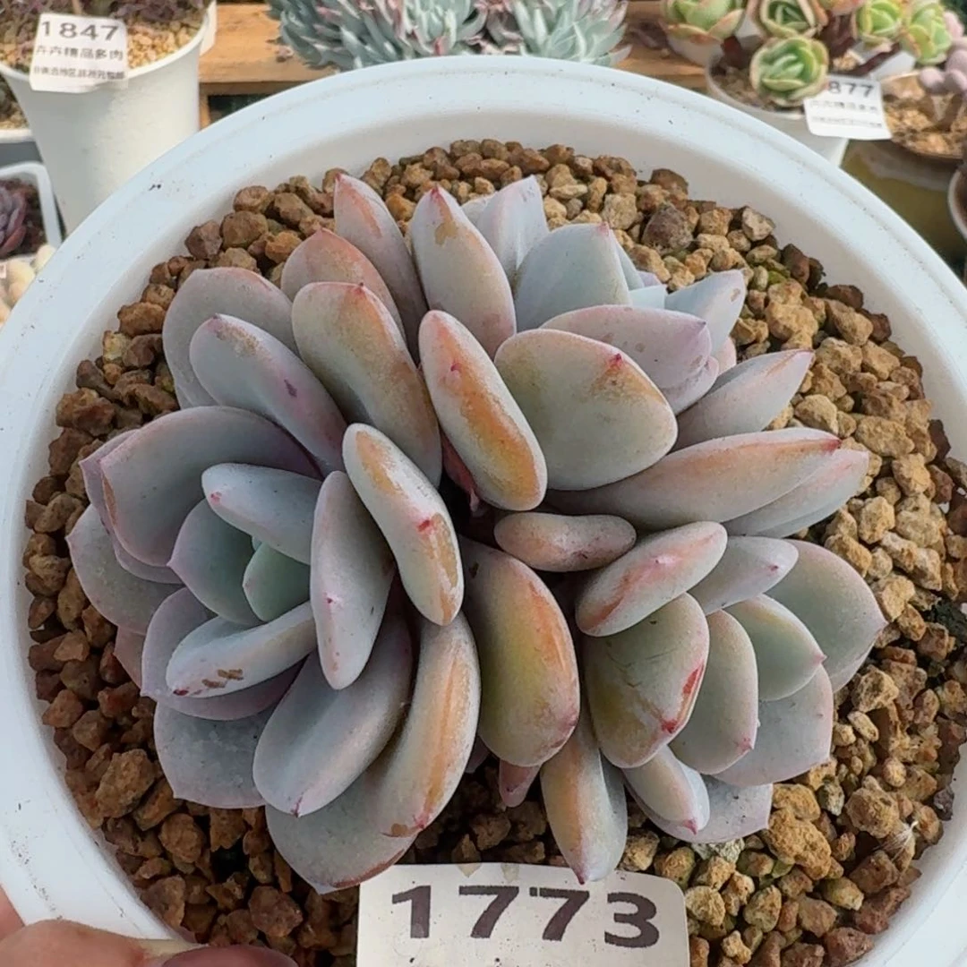 1773一物一拍（满28包邮）