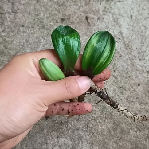 无花朵特色花卉君子兰小苗君