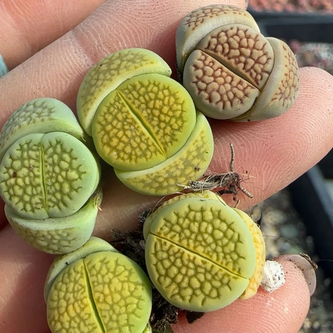 627五颗00000000000