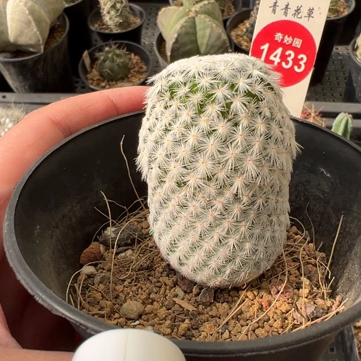 实生白鸟3.7cm一棵仙人球