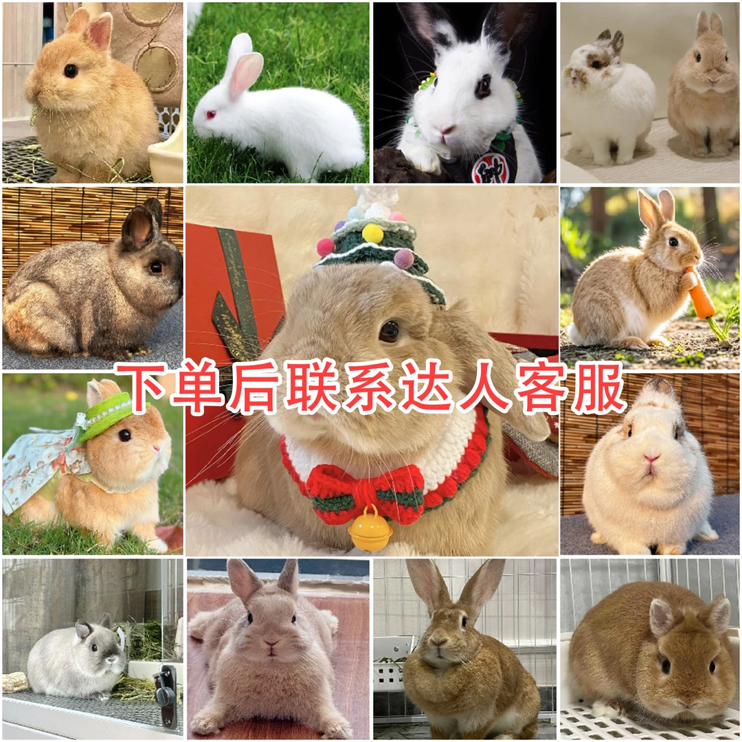 通用宠物活体链接（三）