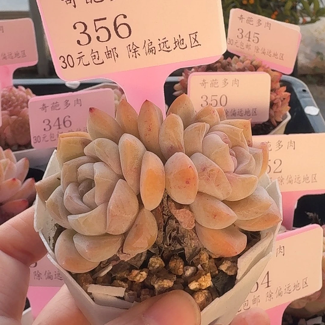 356 脱土 一物一拍 不包整