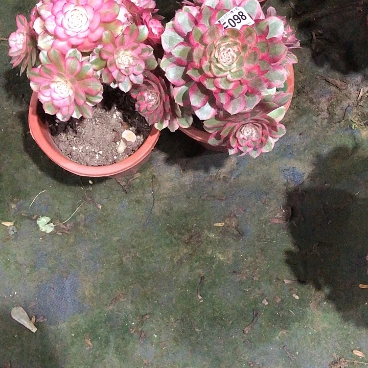 荔枝云和多肉099098000000
