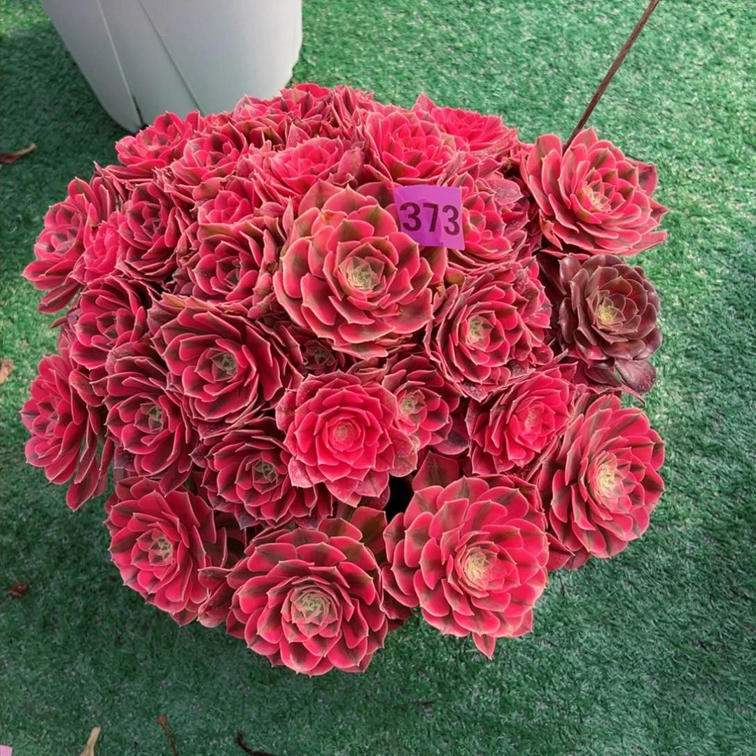 373粉女巫法师多肉