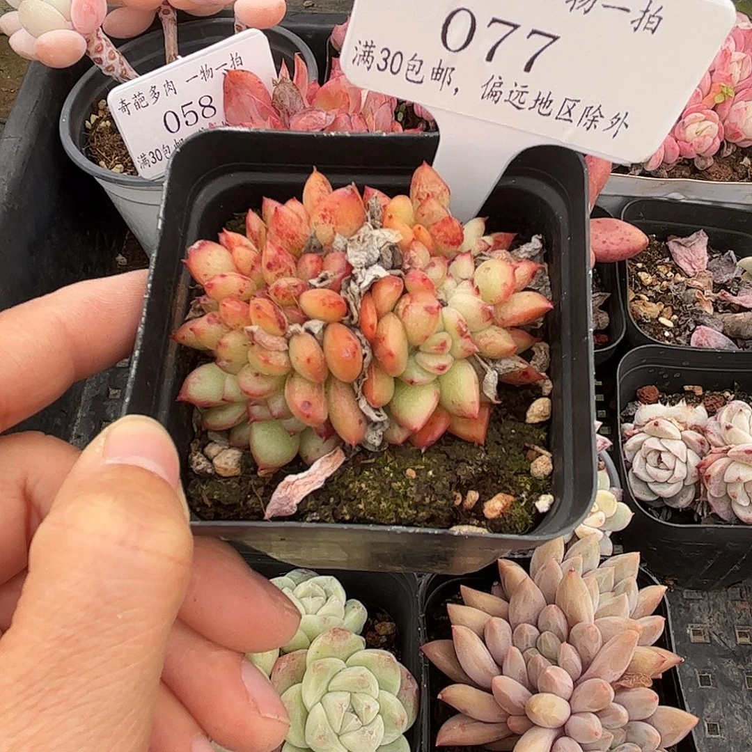 077 多肉脱土 群生不包整