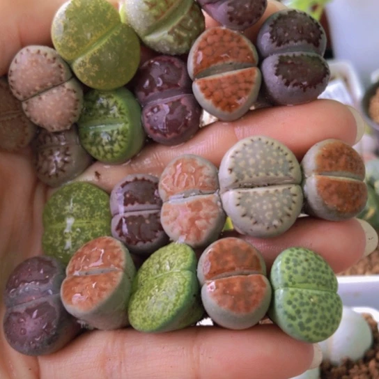 2618，1.5-2厘米如图