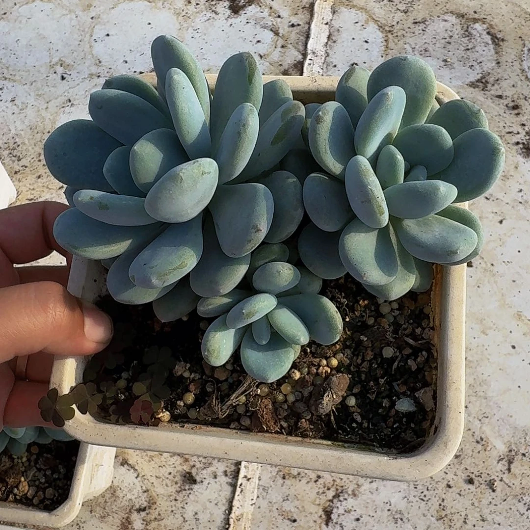 米雪美人 一物一拍