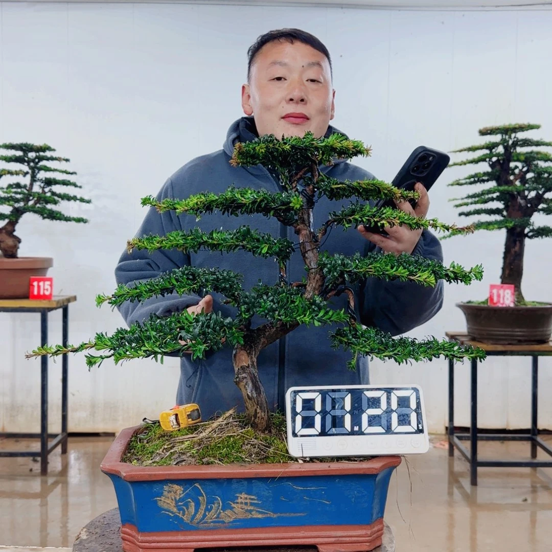牛***叔无花朵盆景园林……