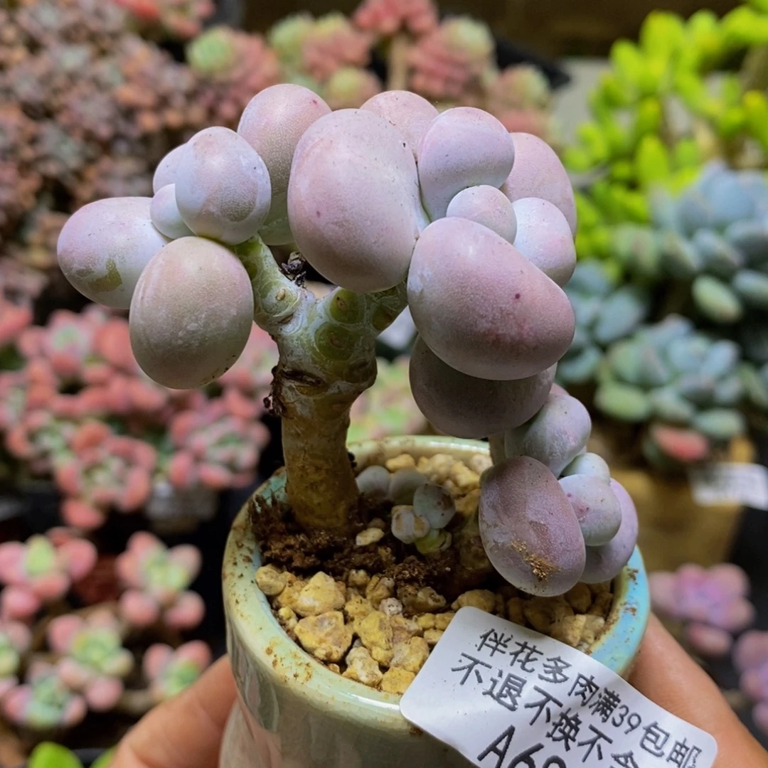 680芭比奶酪7cm多肉