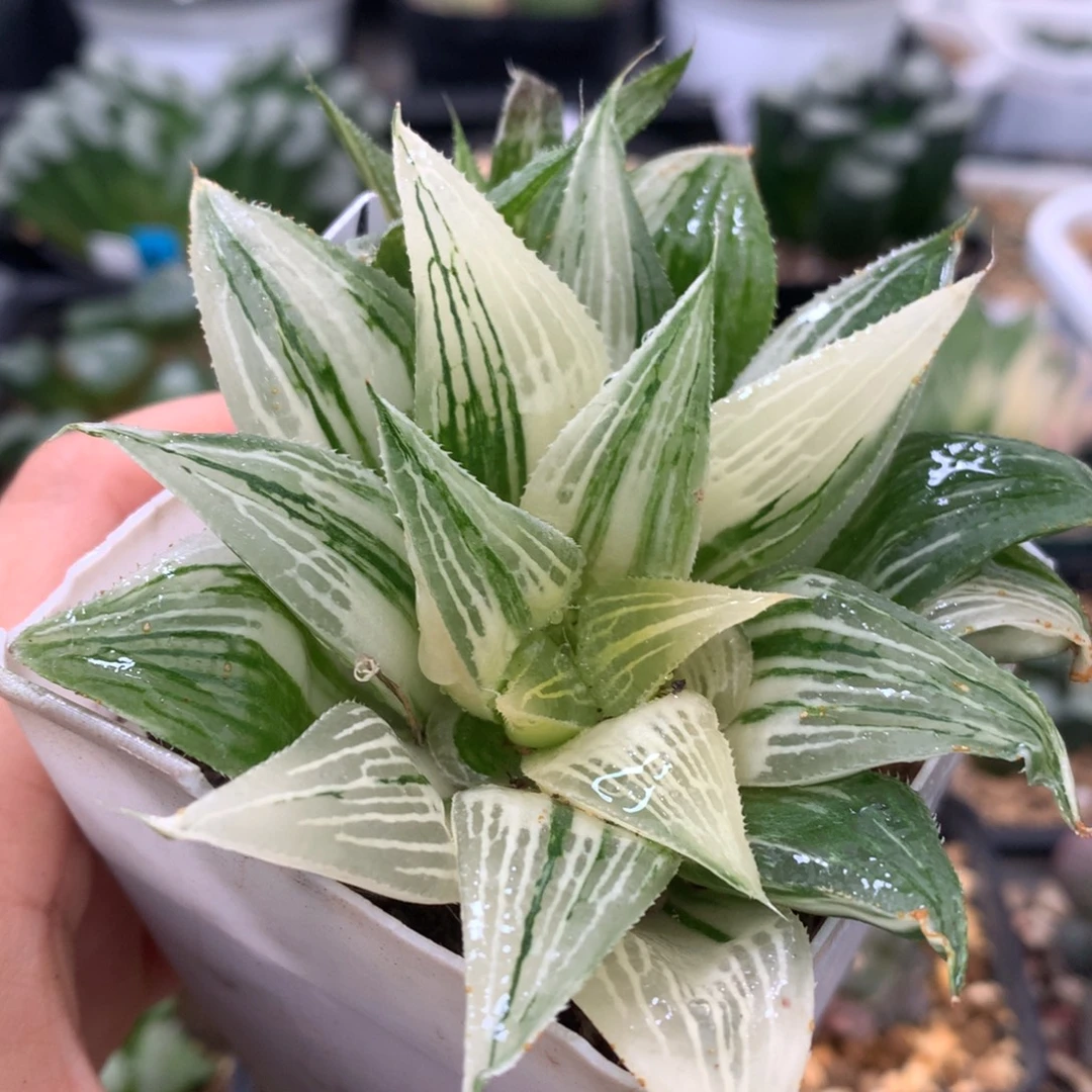 芭提雅寿锦，带盆发货