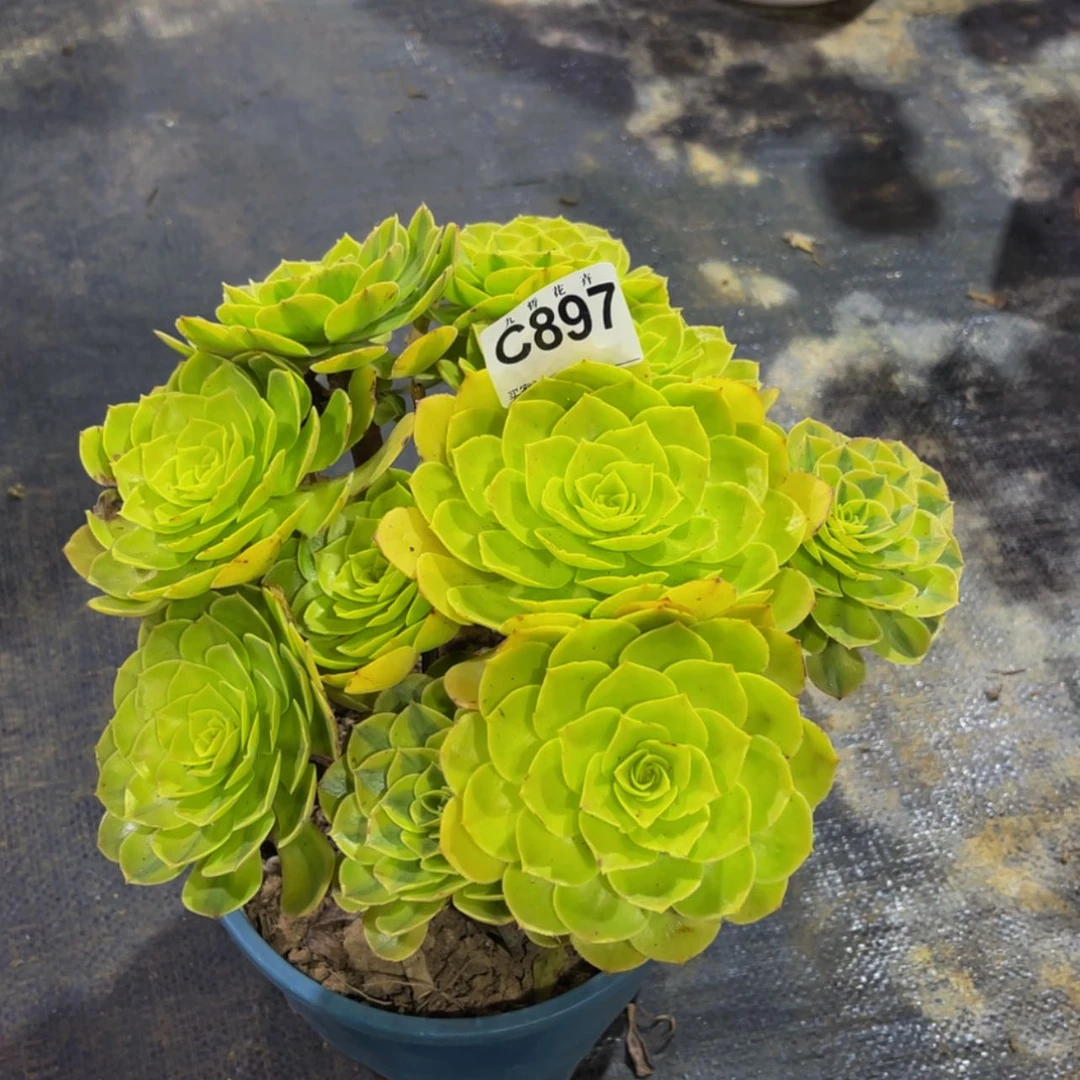 【闪购商品】89700雨荷