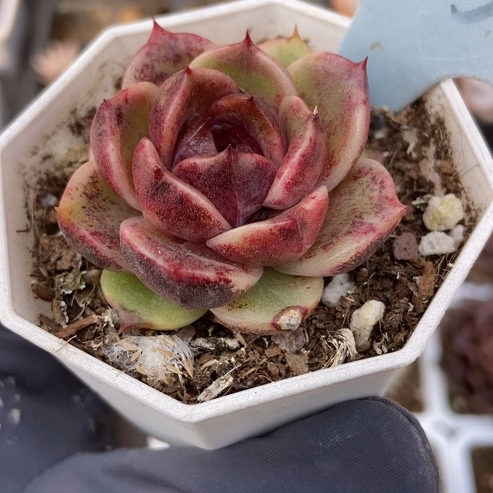 2137水晶玫瑰多肉植物