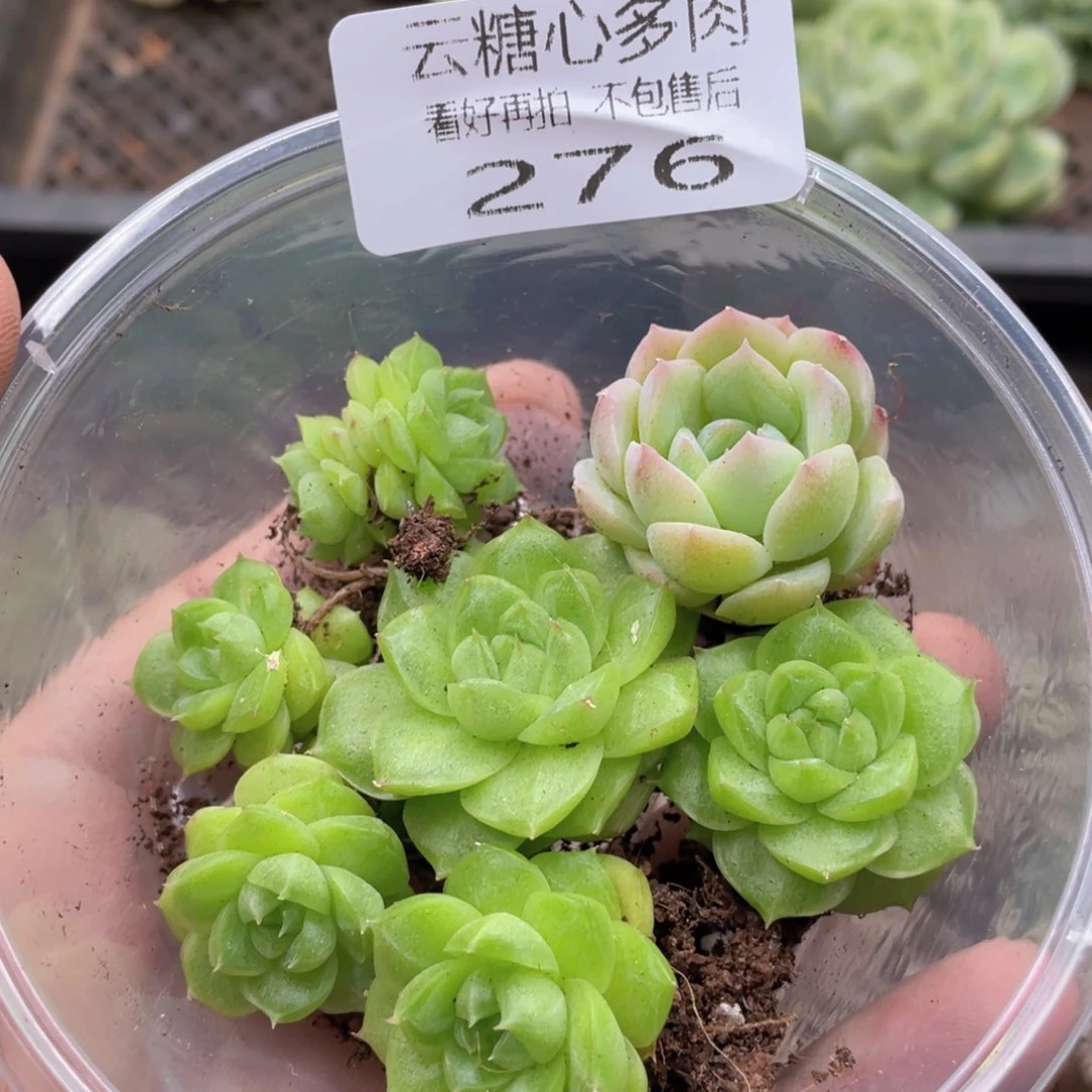 云糖心多肉植物276