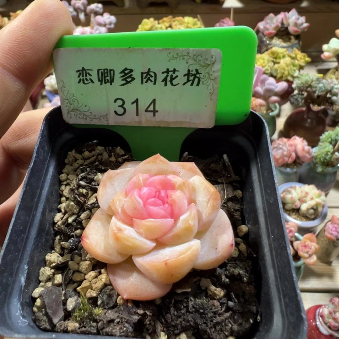314糖心珍妮老桩无砍