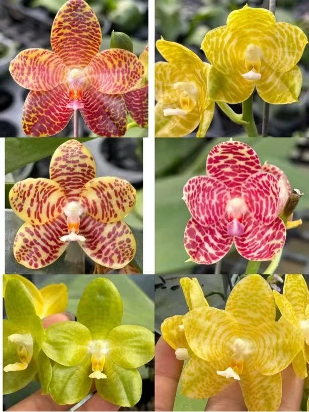 象耳交阿祖尔龙3.5寸苗株有瑕疵蝴蝶兰鲜花盆栽绿植蝴蝶兰花花卉