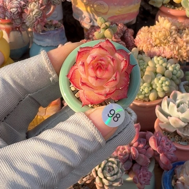 98 多肉含盆土 30元包邮 除偏远