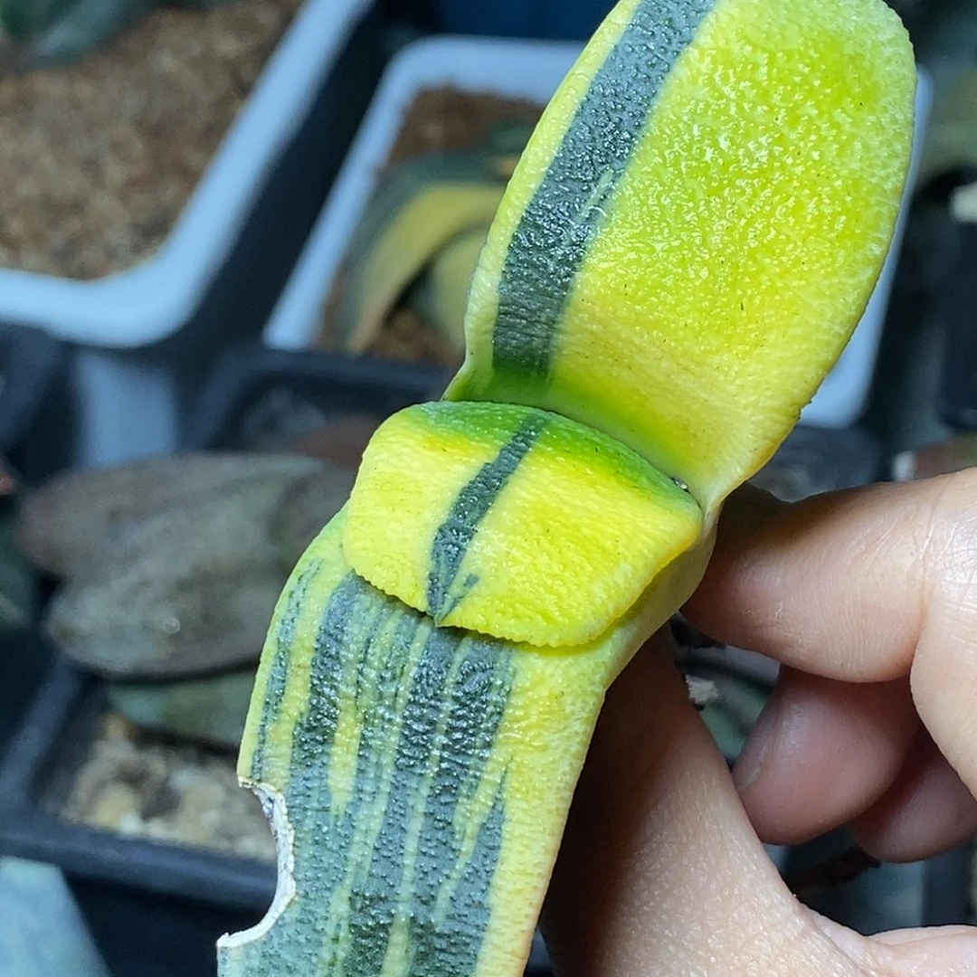 不带盆脱土裸根发货