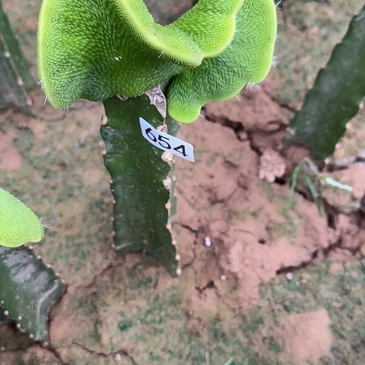 季***末无花朵嫁接青蛇缀654