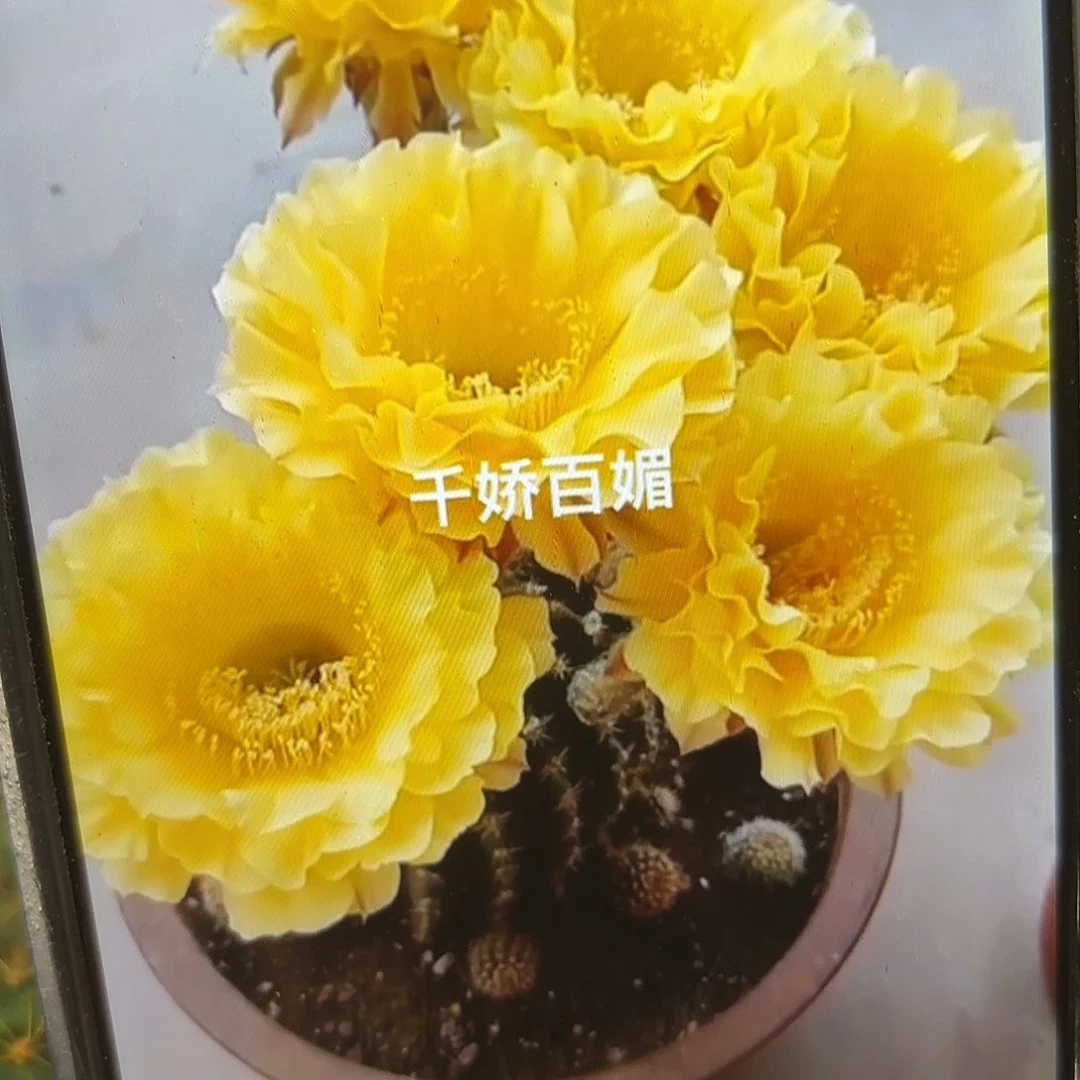 娇媚彩侧牙20包邮仙人球26