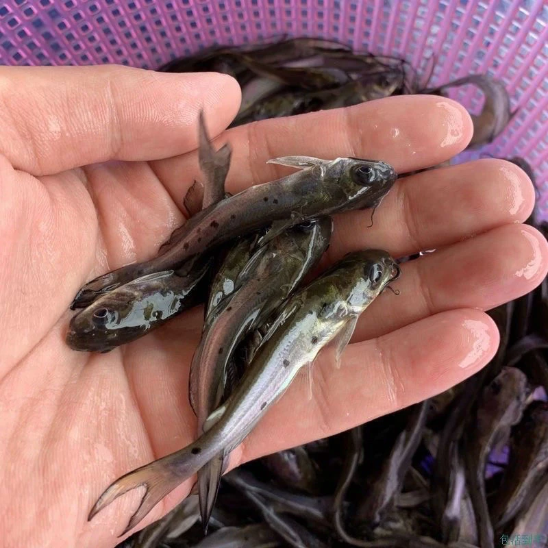 叉尾鱼 清江鱼淡水包邮广州发货