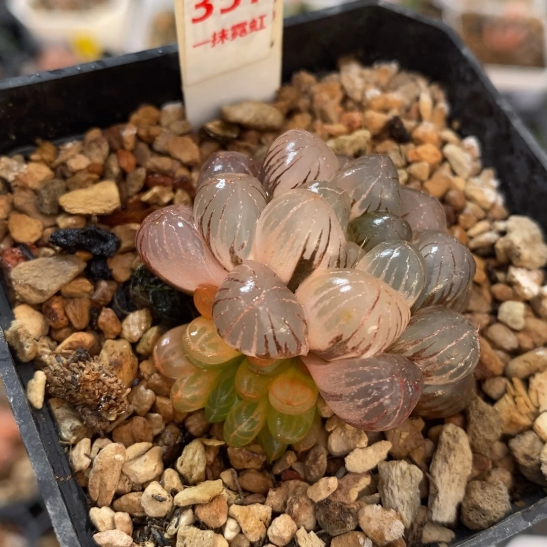 不开花植物357姬玉露