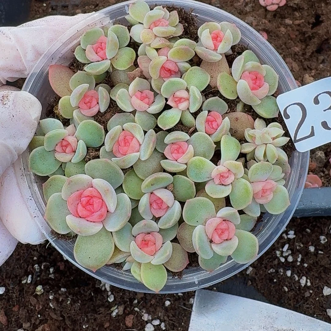 多肉植物多肉植物238