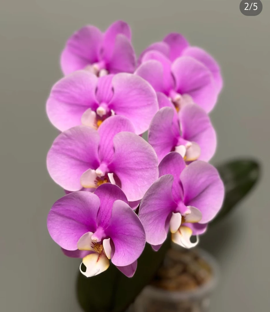 （安娜）蝴蝶兰出梗苗发货3.5寸不拍保温冻坏不赔