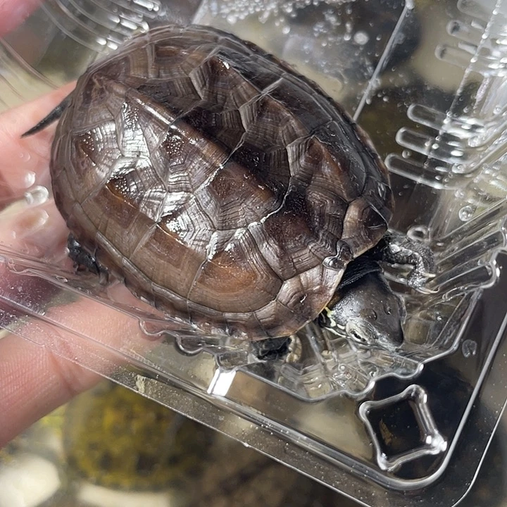 不分公母宠物龟黑劲杂草