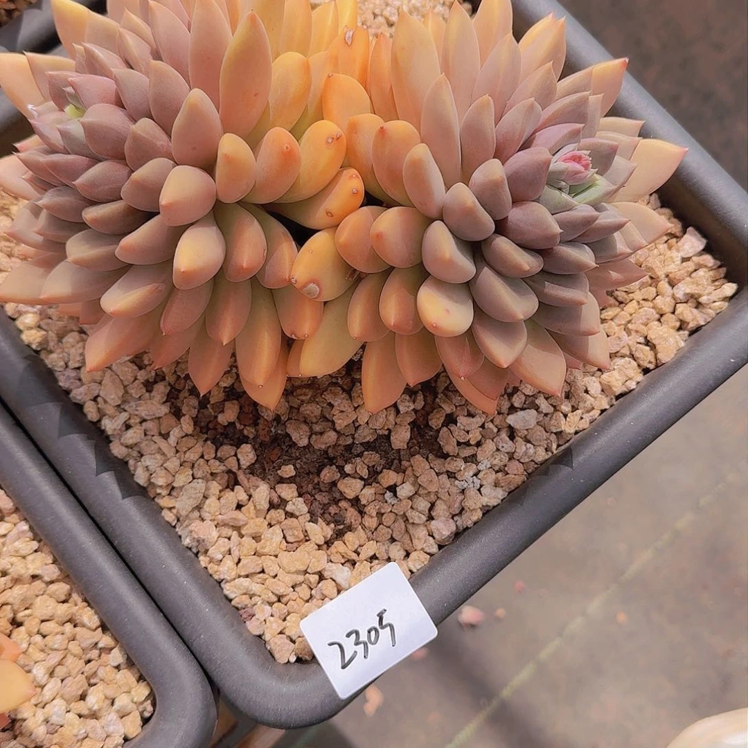 何*惧2305象牙多植物