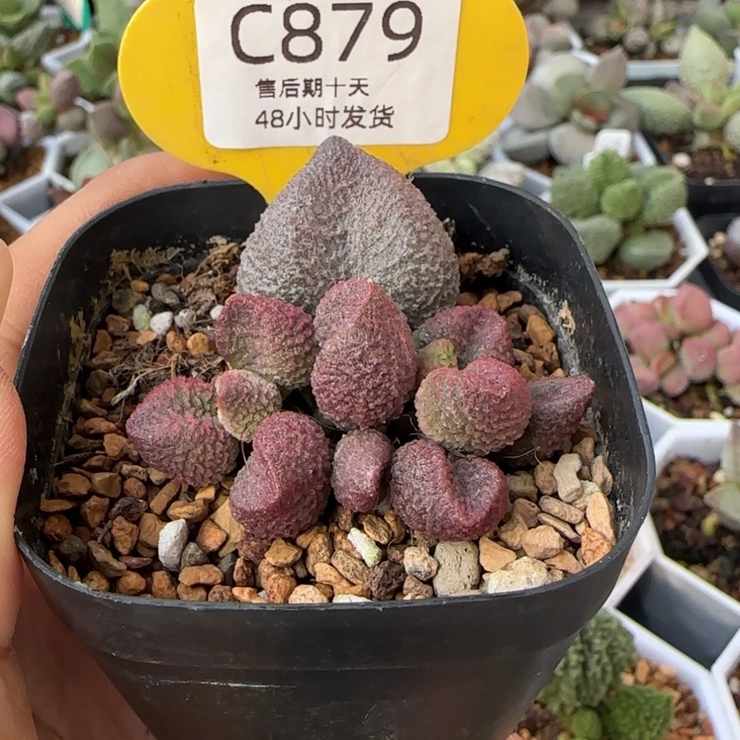 水蜜桃。     879。