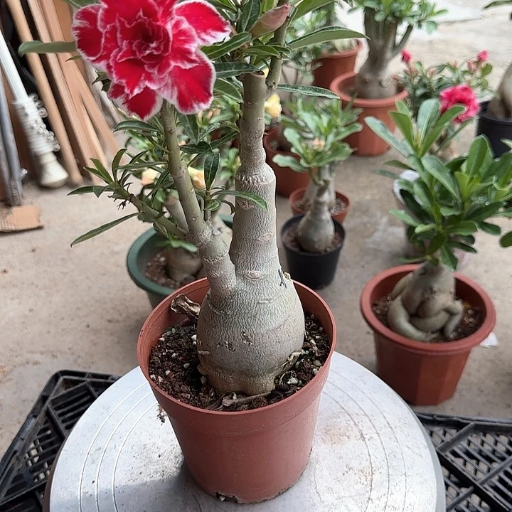 大部分花苞少量开放红霞帔